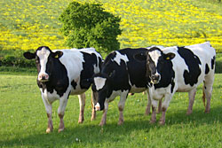 Cows